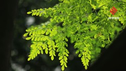 चाय से लेकर खिचड़ी तक, मोरिंगा की पत्तियों से बनाएं ये 9 हेल्दी डिश, गर्मी में शरीर को रखें हाइड्रेट और फिट