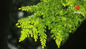 चाय से लेकर खिचड़ी तक, मोरिंगा की पत्तियों से बनाएं ये 9 हेल्दी डिश, गर्मी में शरीर को रखें हाइड्रेट और फिट