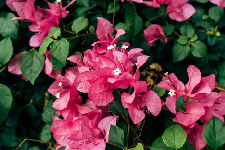 Bougainvillea