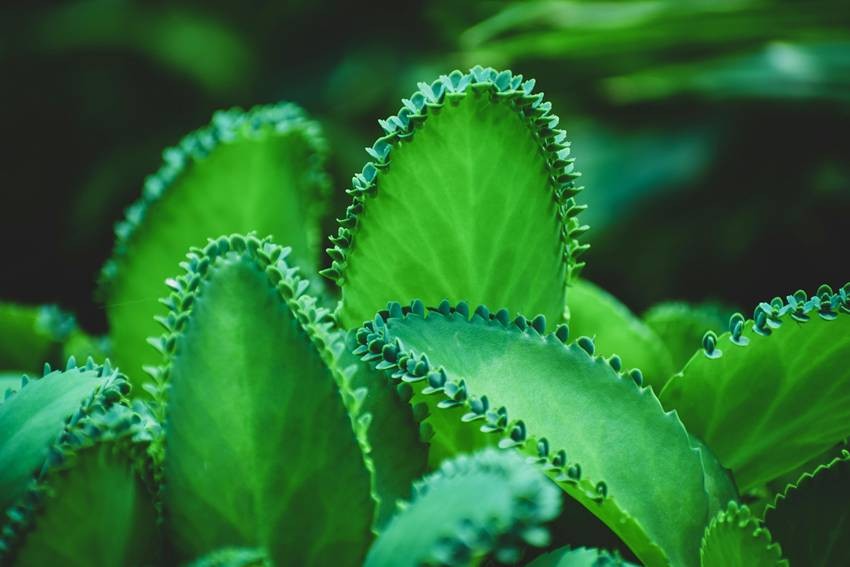 Bryophyllum