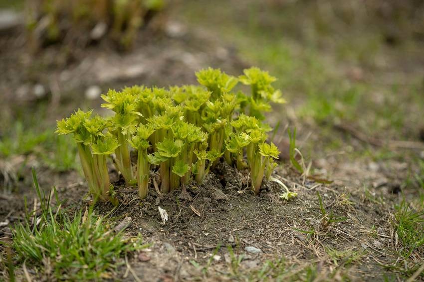 Celery