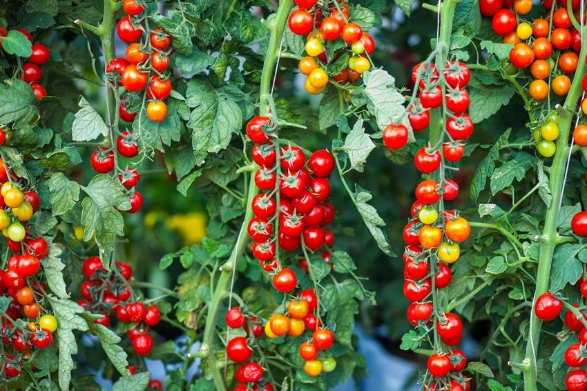 Cherry tomatoes