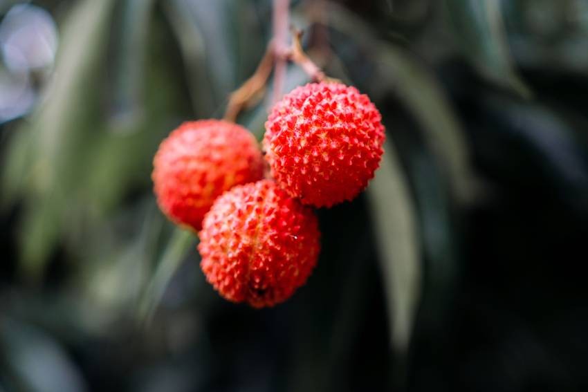China Litchi