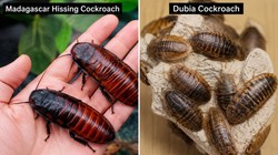 ऑस्ट्रेलिया में जब्त किए एक करोड़ से अधिक कीमत के कॉकरोच, एक व्यक्ति भी गिरफ्तार