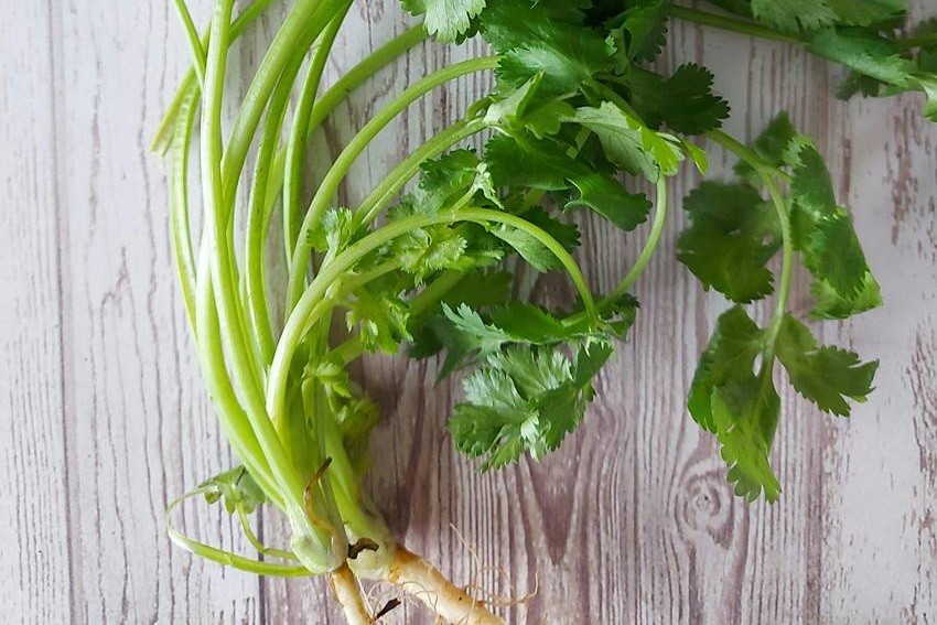 Coriander (Cilantro) Stems
