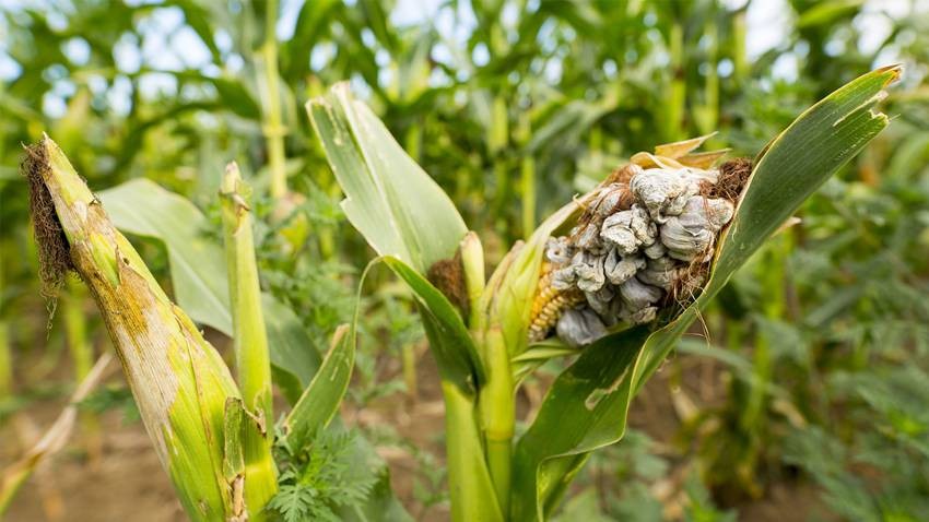 Corn Smut