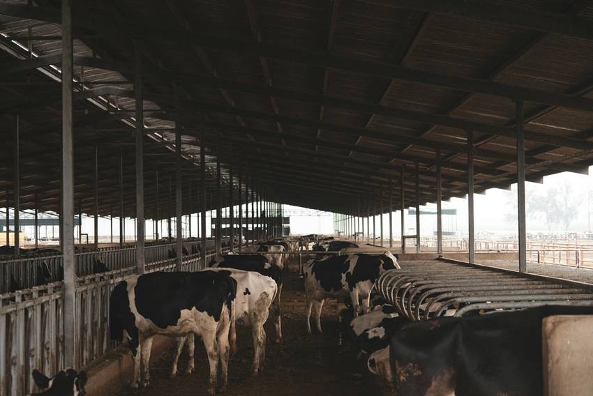 Dairy Farming Women