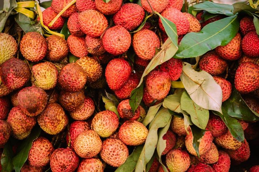 Dehradun Litchi