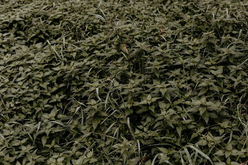 Dense Ground Cover Plants