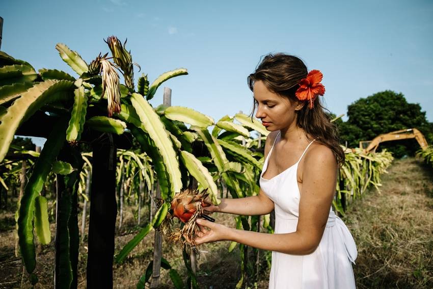 Dragon Fruit Plant Care