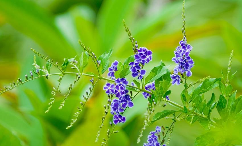 Duranta