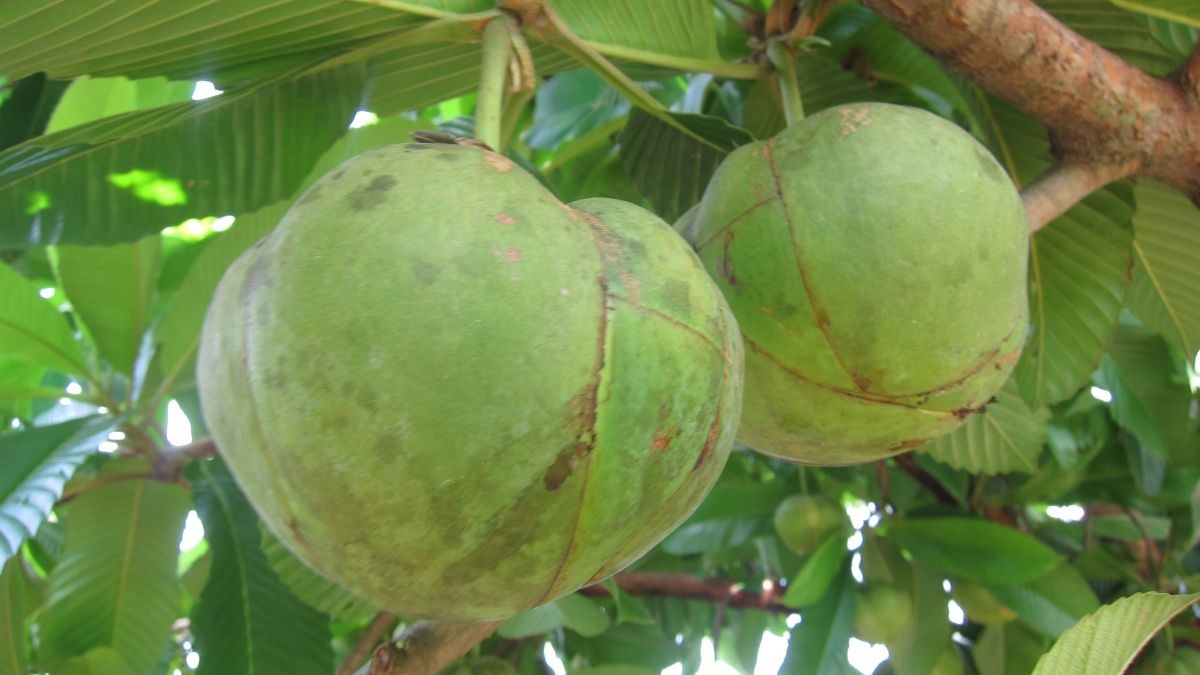 Elephant Apple