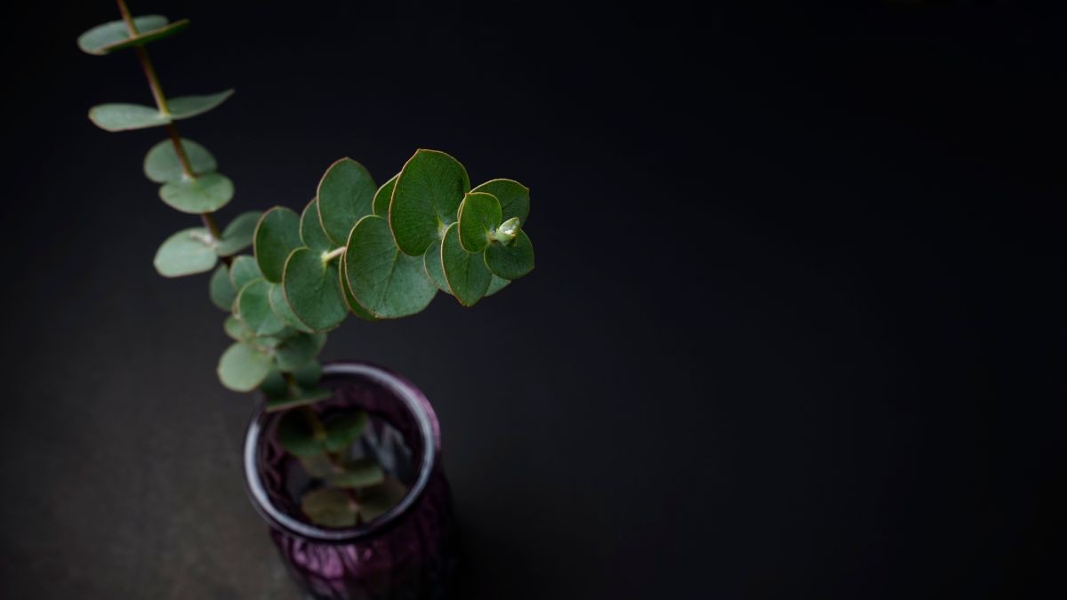 Eucalyptus