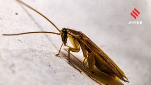 Everyday Kitchen Practices That Could Be Fueling a Cockroach Problem