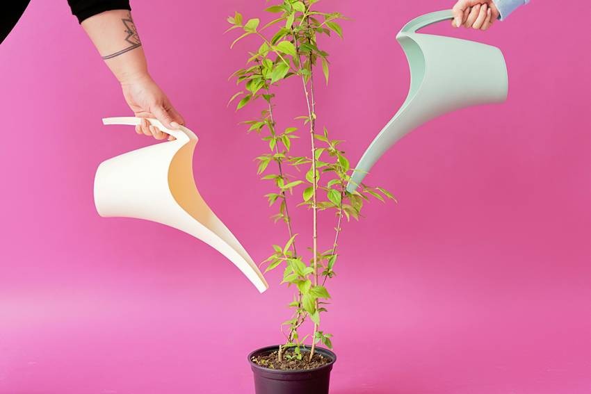 Excessive watering can become a problem