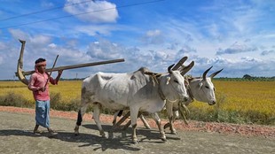 बढ़ता वैश्विक ताप और कृषि संकट: चावल उत्पादन पर खतरा, सूखते खेत और डगमगाती खाद्य सुरक्षा