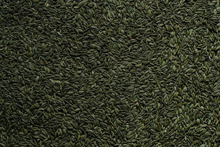 Fennel Seeds