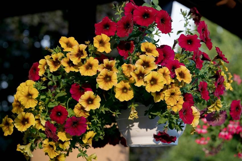 Flowering hanging baskets