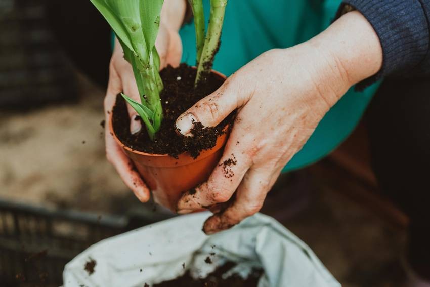 Follow these steps to keep your plants healthy