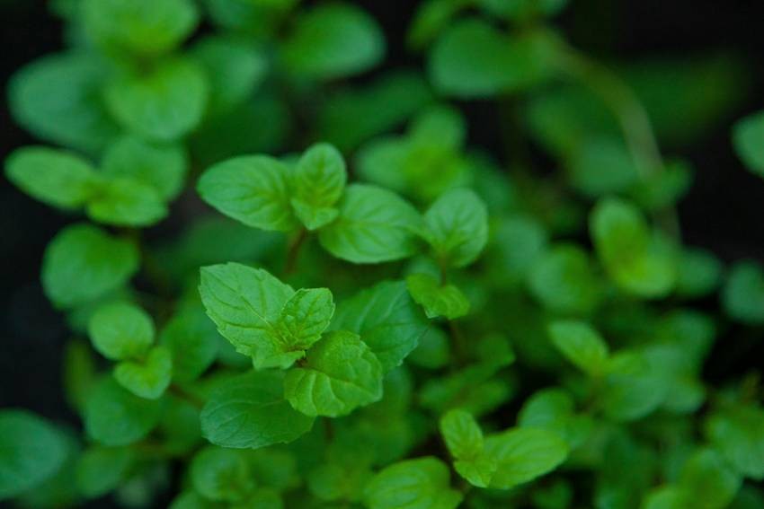 Fresh Mint