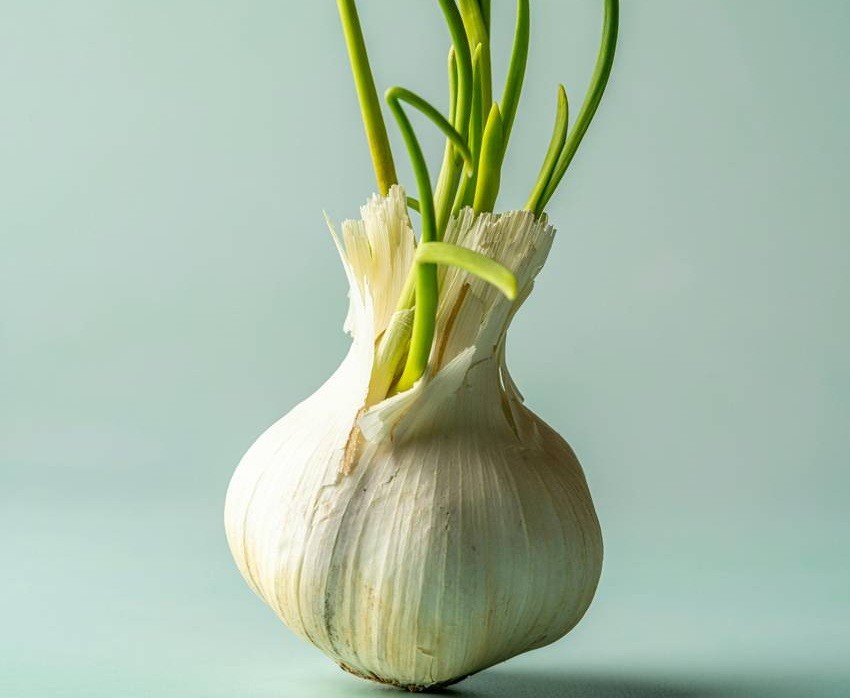 Garlic