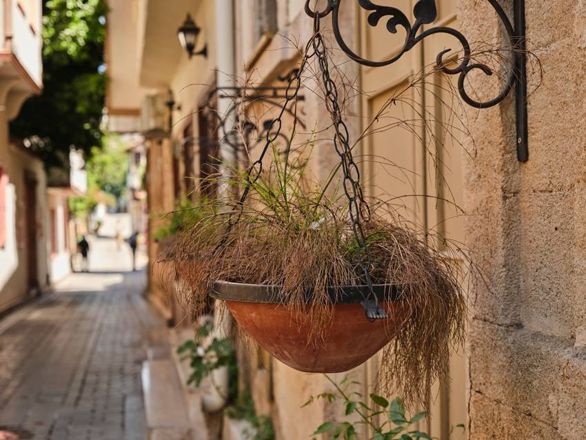 Hanging basket care
