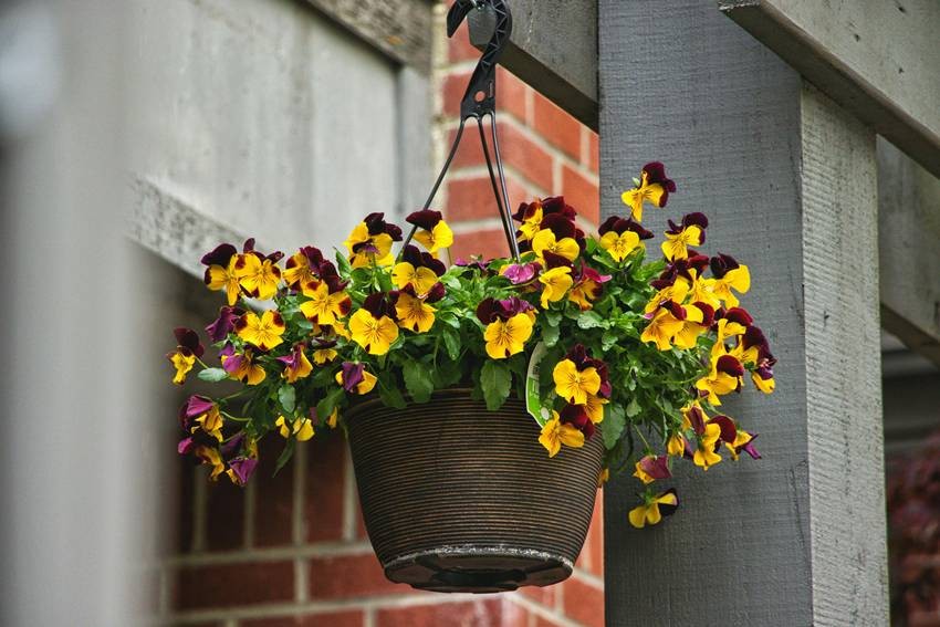 Hanging basket maintenance