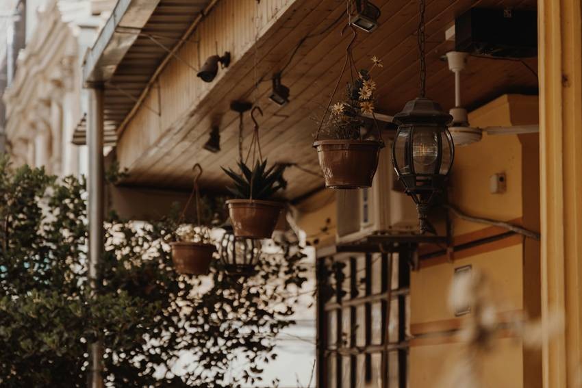 Hanging basket plants