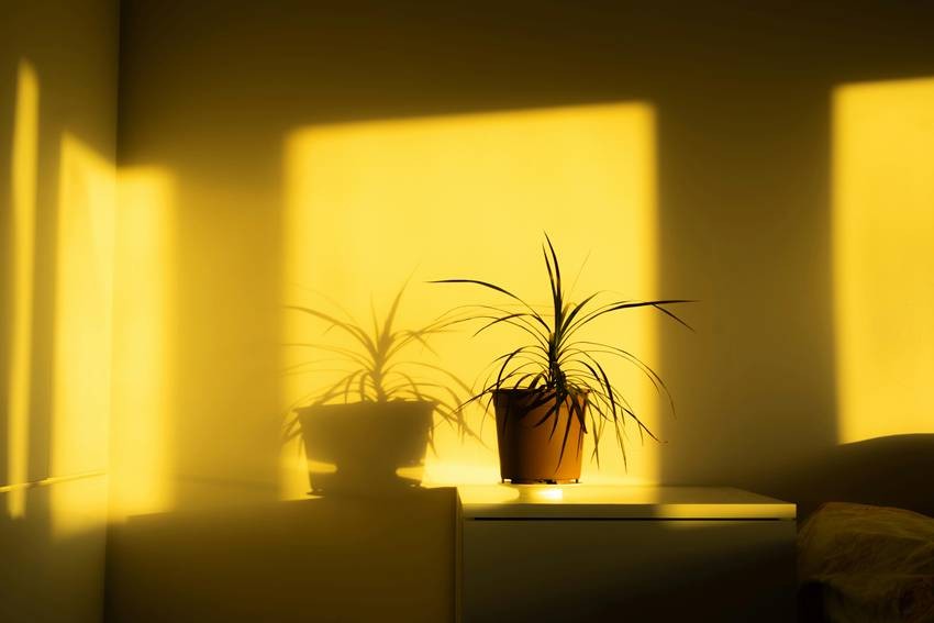 Heat stress is caused by intense sunlight and heat