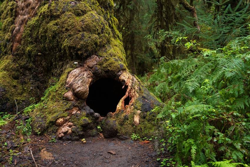 Hollow Tree Stumps