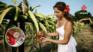 How to Cultivate Dragon Fruit at Home and Enjoy Fresh Harvests