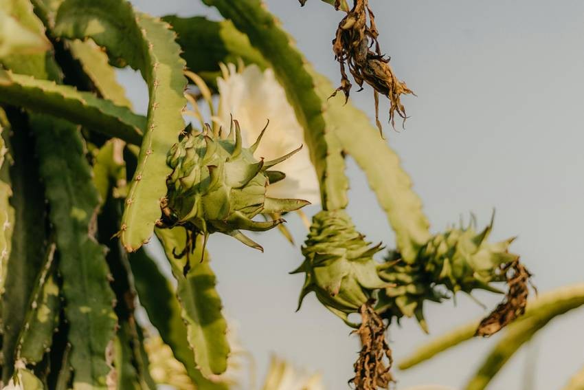 How to Grow Dragon Fruit