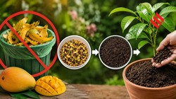 पौधों में जान डाल सकते हैं आम के छिलके, इस तरह बनाएं ऑर्गेनिक खाद