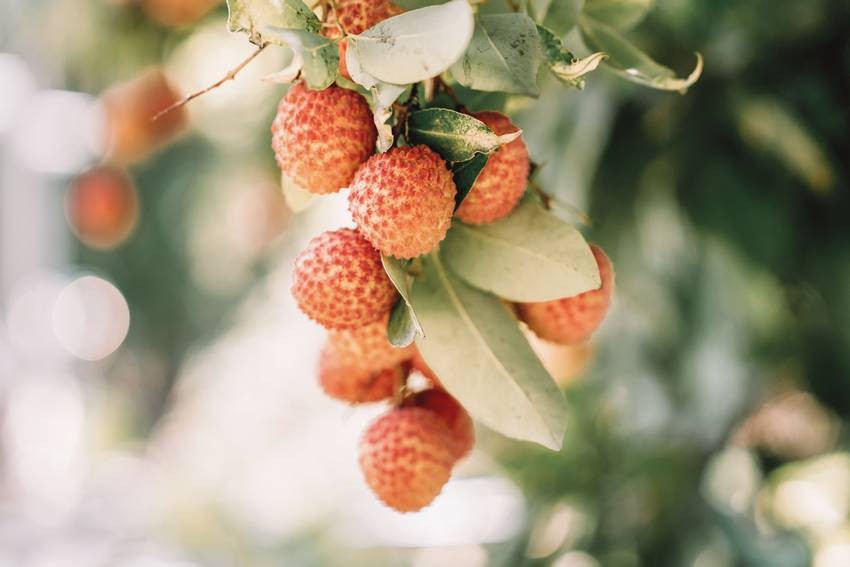 How to Pick Fresh and Sweet Litchis Like a Pro