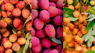 How to Spot the Sweetest Litchi at the Market