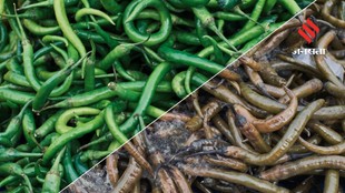 How to Store Green Chillies Properly for Longer Freshness