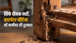 घर में लकड़ी को नुकसान पहुंचा सकती हैं कारपेंटर चींटियां, जानिए पहचान और बचाव के तरीके