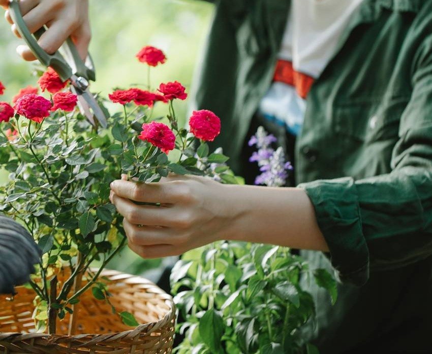 How to keep hanging baskets full