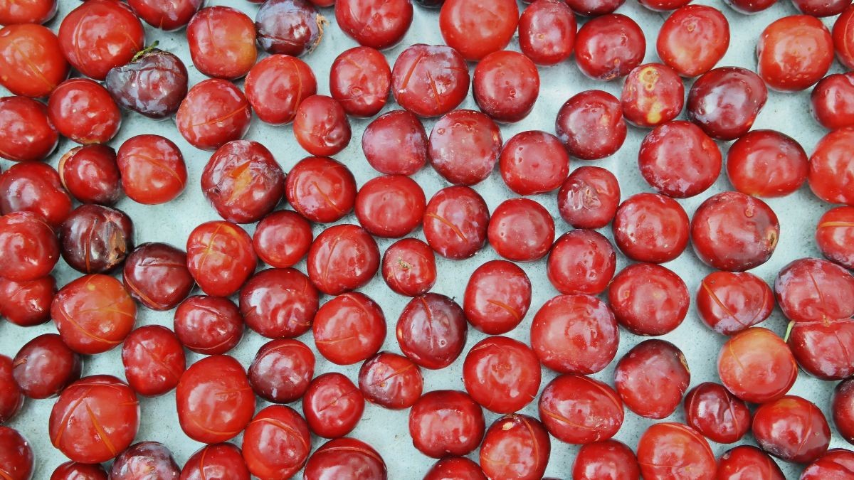 Indian Coffee Plum