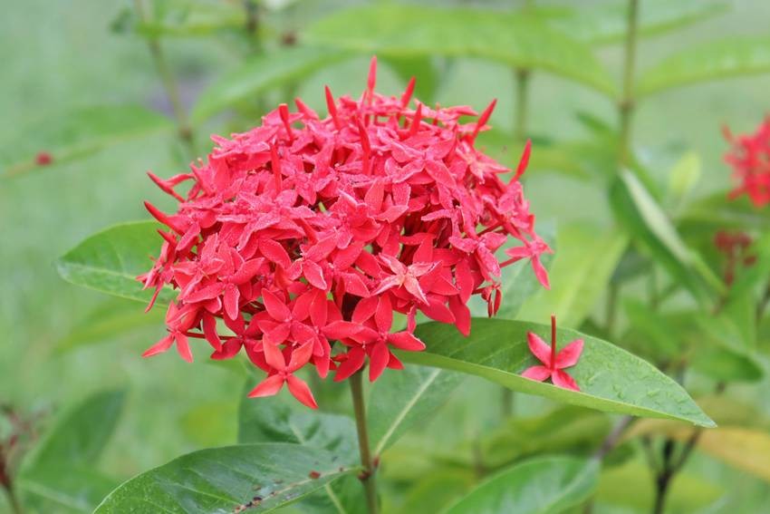 Ixora