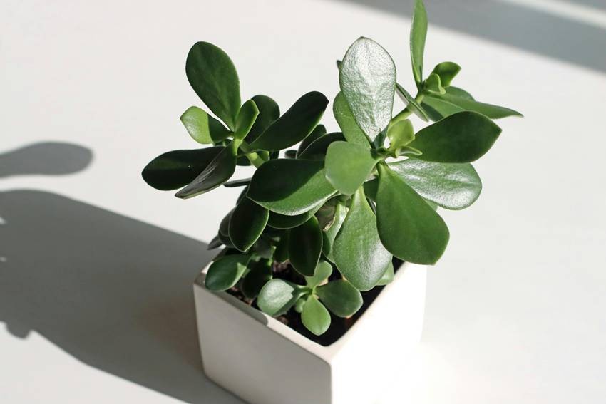 Jade Plant