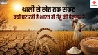 climate impact on wheat, rising temperature crops, food security India wheat, climate change agriculture India