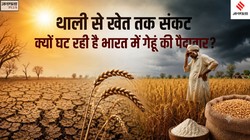 गेहूं पर जलवायु संकट: क्यों घट रही है पैदावार? बदलता मौसम कैसे बन रहा है भारत की फूड सिक्योरिटी के लिए खतरा | Explained