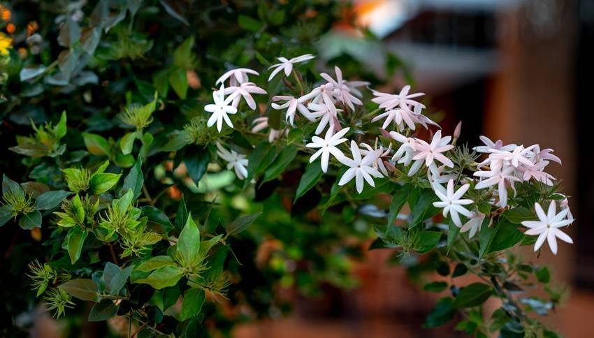 Jasmine (Mogra)