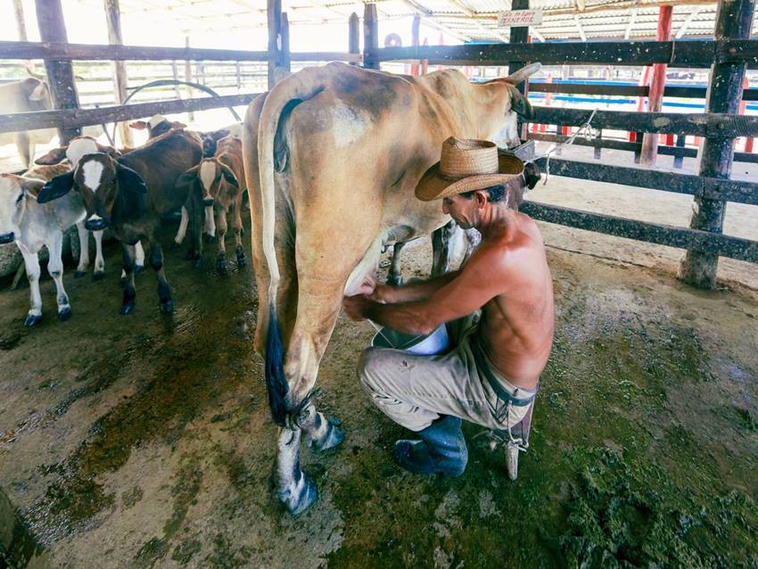 June 1 World Milk Day