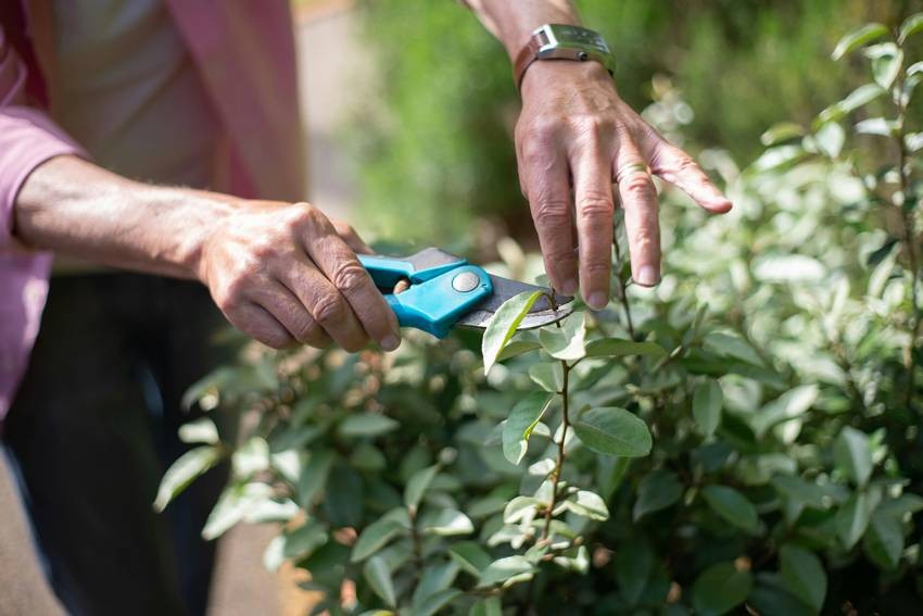 June plant pruning