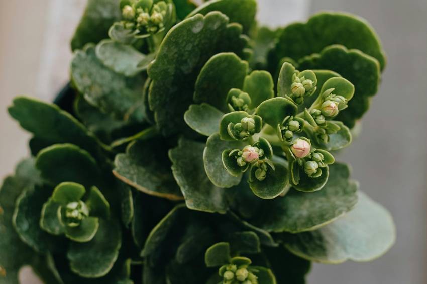 Kalanchoe