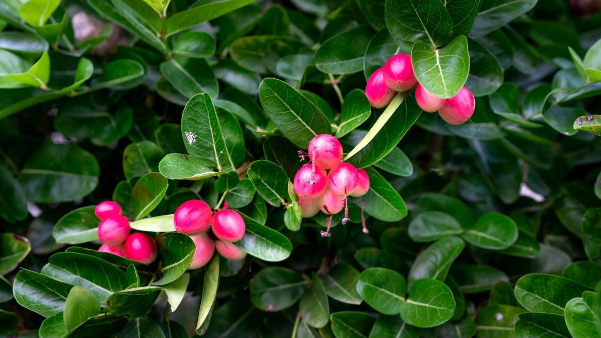 Natal Plum