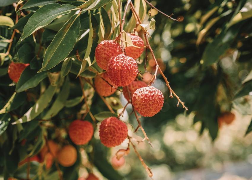 Kasba Litchi