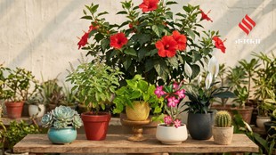 Keep These 7 Plants Healthy During the Rainy Season With Simple Tips